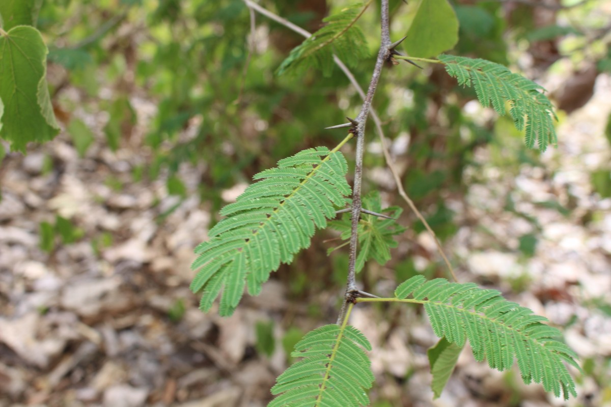 Vachellia leucophloea (Roxb.) Maslin, Seigler & Ebinger